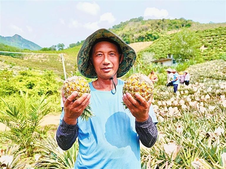 三亞百畝芒果鳳梨搶“鮮”上市